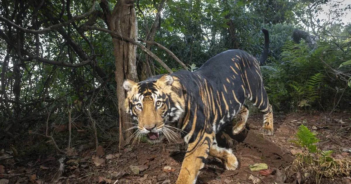 Odisha to establish world's first Melanistic Tiger Safari near Similipal Tiger Reserve in Mayurbanj